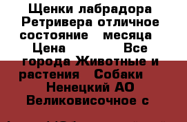 Щенки лабрадора Ретривера отличное состояние 2 месяца › Цена ­ 30 000 - Все города Животные и растения » Собаки   . Ненецкий АО,Великовисочное с.